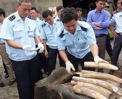 Lập chuyên án triệt phá các đường dây mua, bán động vật hoang dã